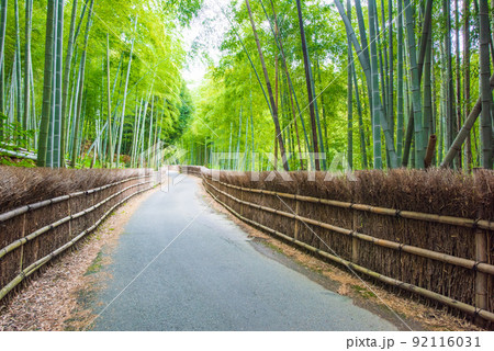 京都府向日市　竹の径　竹垣と竹林 92116031