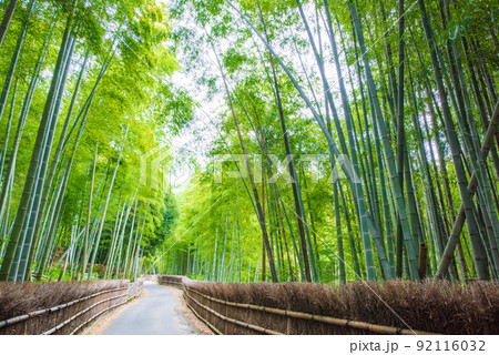 京都府向日市　竹の径　竹垣と竹林 92116032
