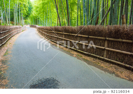 京都府向日市　竹の径　竹垣と竹林 92116034