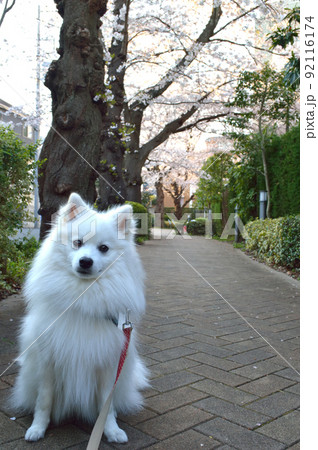 日本スピッツと桜 日本スピッツと桜 92116174