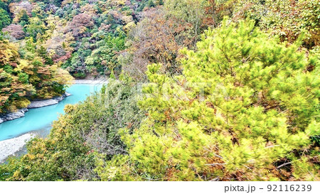 大井川鐵道あぷとラインから見える紅葉と川 大井川鐵道あぷとラインから見える紅葉と川 92116239
