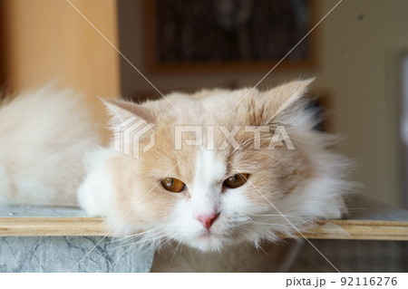 かわいい猫 かわいい猫 92116276
