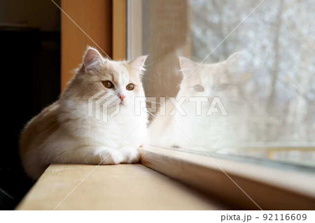 かわいい猫 92116609