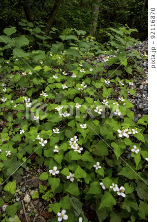 山に咲くドクダミの花 山に咲くドクダミの花 92116870