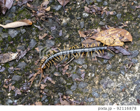 地面を這うムカデ 92116878