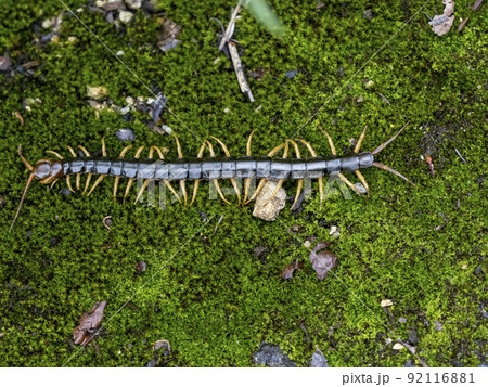 地面を這うムカデ 92116881