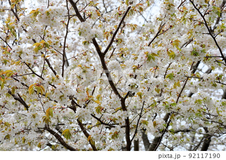 ヤマザクラの花 92117190