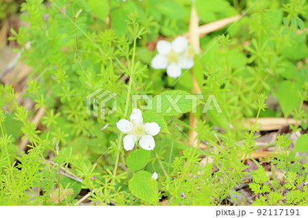 オヘビイチゴの花 92117191