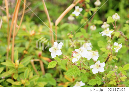 オヘビイチゴの花 92117195