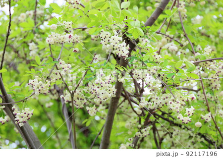 アケビの花 アケビの花 92117196