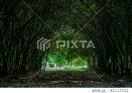 Real huge bamboo tunnel walk way in the forest of bamboo in Asia. Real huge bamboo tunnel walk way in the forest of bamboo in Asia. 92117332