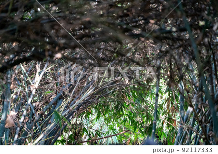 Real huge bamboo tunnel walk way in the forest of bamboo in Asia. Real huge bamboo tunnel walk way in the forest of bamboo in Asia. 92117333