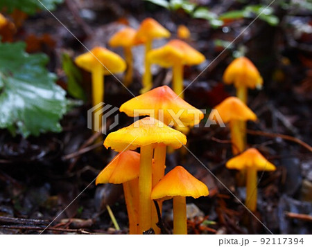トガリツキミタケの生態写真 92117394