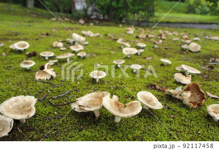 カワリハツの生態写真 92117458