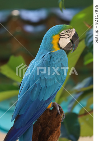 Close up head the Blue and yellow macaw parrot bird in garden 92117986