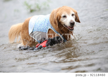 川の浅瀬で水遊びをするゴールデンレトリーバーとブラックタンのロングコートチワワ 川の浅瀬で水遊びをするゴールデンレトリーバーとブラックタンのロングコートチワワ 92118460