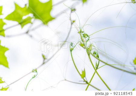 close up new curve brannch and leaflet of ivy grows into the sky 92118545