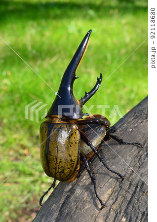 ヘラクレスオオカブトのヘラクレスヘラクレスのオスとメスの交尾　グリーン背景 92118680