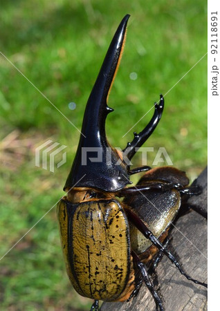 ヘラクレスオオカブトのヘラクレスヘラクレスのオスとメスの交尾　グリーン背景 92118691