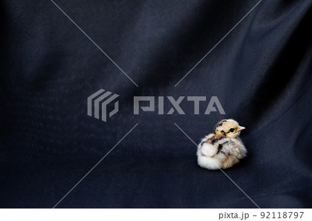 Baby Mini Cochin Chick on dark blue cloth background in studio light. Baby Mini Cochin Chick on dark blue cloth background in studio light. 92118797