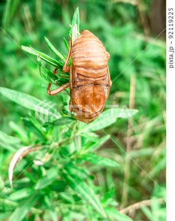 荒川河川敷で羽化したセミの抜け殻 荒川河川敷で羽化したセミの抜け殻 92119225