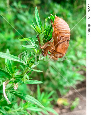 荒川河川敷で羽化したセミの抜け殻 荒川河川敷で羽化したセミの抜け殻 92119227