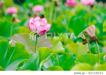 兵庫　ヤマサ蒲鉾　蓮の花苑 92119252