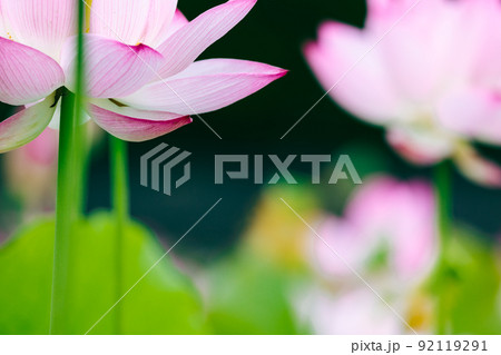 兵庫　ヤマサ蒲鉾　蓮の花苑 92119291