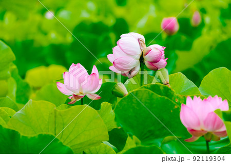 兵庫　ヤマサ蒲鉾　蓮の花苑の双頭蓮 92119304