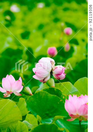 兵庫　ヤマサ蒲鉾　蓮の花苑の双頭蓮 92119306