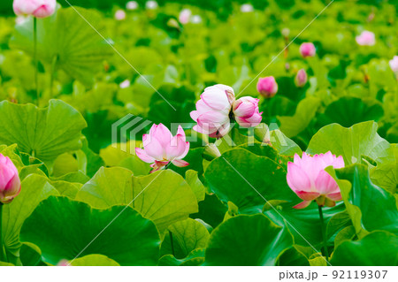 兵庫　ヤマサ蒲鉾　蓮の花苑の双頭蓮 92119307