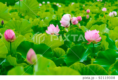 兵庫　ヤマサ蒲鉾　蓮の花苑の双頭蓮 92119308