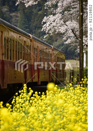 小湊鉄道と菜の花 92119802