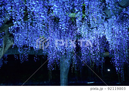 亀戸天神の藤の花 亀戸天神の藤の花 92119803