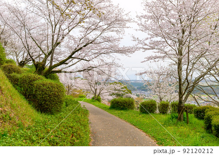 桜の花が咲きました「菊池公園の桜満開風景」 桜の花が咲きました「菊池公園の桜満開風景」 92120212