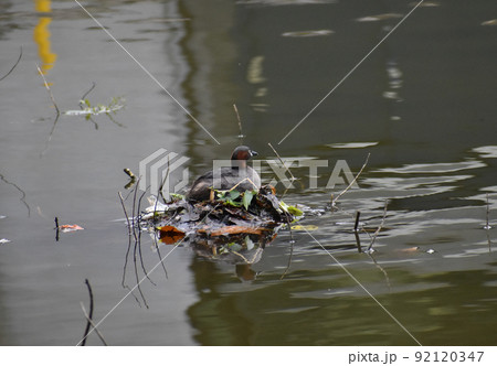 巣で卵を温めるカイツブリ 92120347
