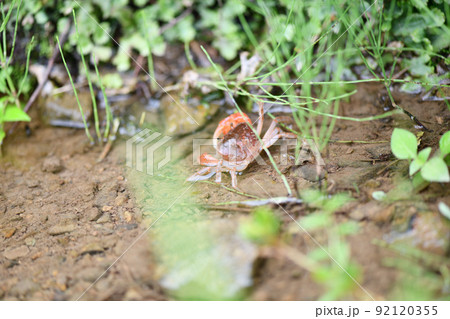 夏、水辺で生息するサワガニ【沢蟹】 夏、水辺で生息するサワガニ【沢蟹】 92120355