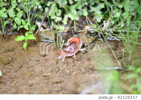夏、水辺で生息するサワガニ【沢蟹】 夏、水辺で生息するサワガニ【沢蟹】 92120357