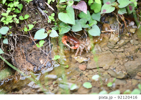 夏、水辺で生息するサワガニ【沢蟹】 92120416