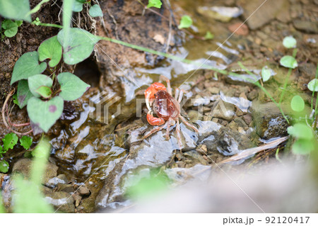 夏、水辺で生息するサワガニ【沢蟹】 夏、水辺で生息するサワガニ【沢蟹】 92120417