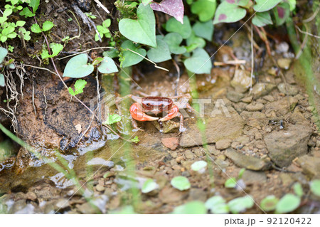 夏、水辺で生息するサワガニ【沢蟹】 夏、水辺で生息するサワガニ【沢蟹】 92120422