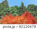 青い空、緑の木々、紅葉した紅葉 92120478