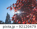 紅葉した紅葉と木漏れ日 92120479