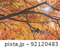 紅葉と太陽 92120483
