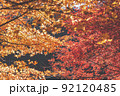 赤い紅葉と黄色い紅葉 92120485