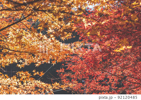 赤い紅葉と黄色い紅葉 92120485