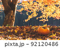 紅葉した紅葉と落ちた柿の実 92120486