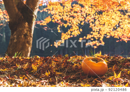 紅葉した紅葉と落ちた柿の実 92120486