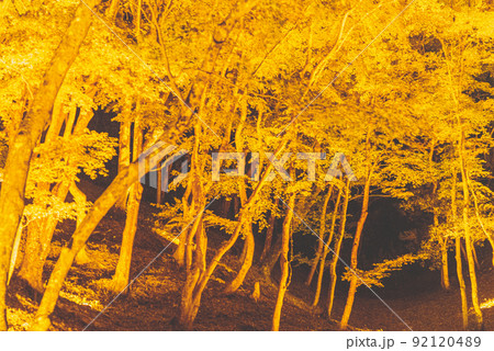 黄金色に照らされた紅葉の木々 92120489