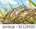 頭を垂れたイネの穂 92120492